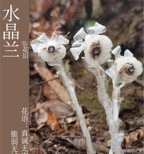 如何用乡村狂想曲种出美丽的花园（以种植方法为主题的花园设计教程）