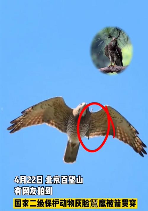 成为顶尖猎猛禽的攻略指南（掌握生存技能，加点成就猛禽王国）
