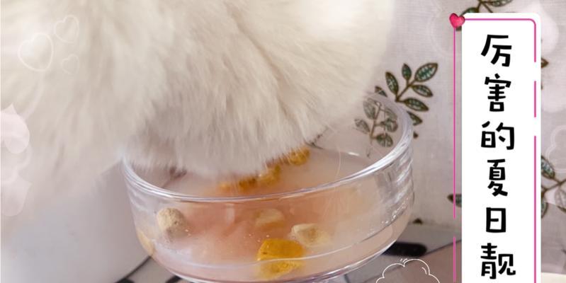探索猫咪喝汤的乐趣（揭秘猫咪喜欢喝汤的原因与技巧，让你的猫咪更爱你一点）