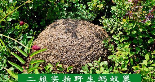 蚂蚁打黑蚁攻略（如何利用策略和团队合作战胜黑蚁）